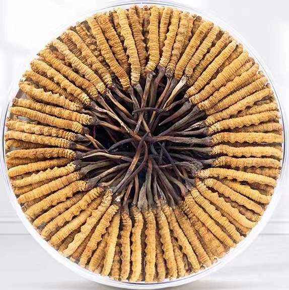 昌吉冬虫夏草回收